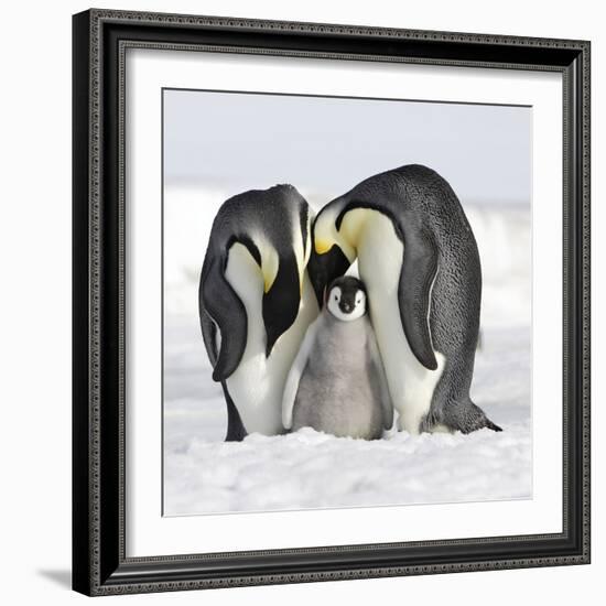 Emperor Penguin Adults with Chick-null-Framed Photographic Print