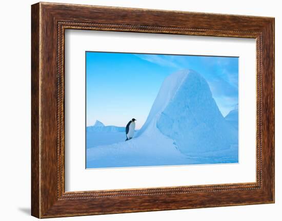 Emperor penguin, Amanda Bay, Prydz Bay, East Antarctica-Tui De Roy-Framed Photographic Print