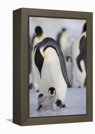 Emperor Penguin and Chick in Antarctica-Paul Souders-Framed Premier Image Canvas