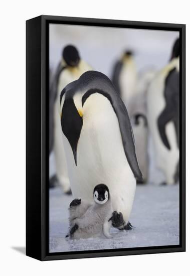 Emperor Penguin and Chick in Antarctica-Paul Souders-Framed Premier Image Canvas