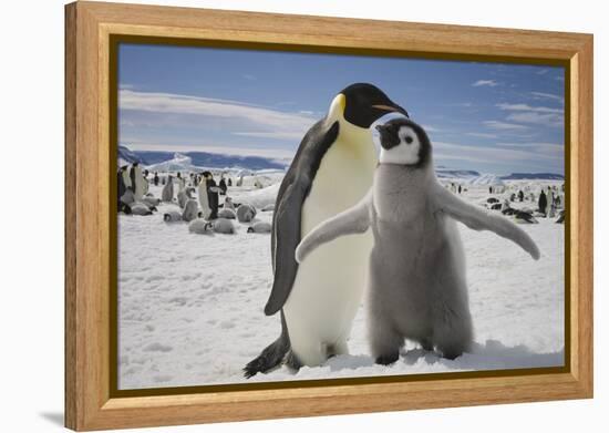 Emperor Penguin and Chick in Antarctica-Paul Souders-Framed Premier Image Canvas