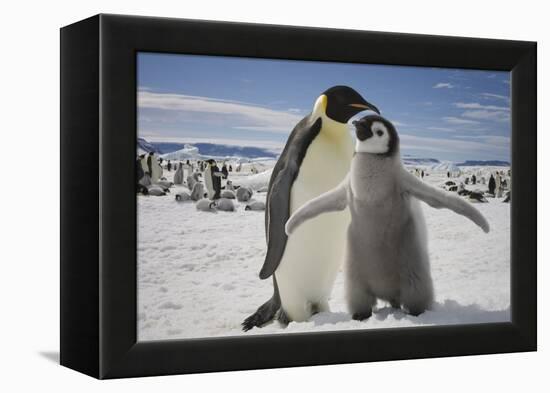 Emperor Penguin and Chick in Antarctica-Paul Souders-Framed Premier Image Canvas