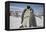 Emperor Penguin and Chick in Antarctica-Paul Souders-Framed Premier Image Canvas