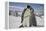 Emperor Penguin and Chick in Antarctica-Paul Souders-Framed Premier Image Canvas