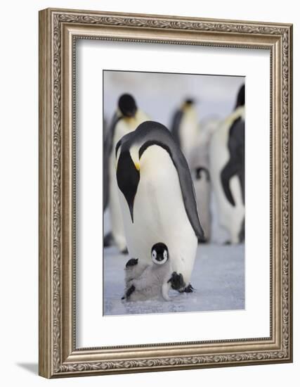 Emperor Penguin and Chick in Antarctica-Paul Souders-Framed Photographic Print