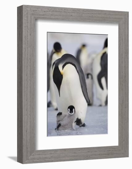 Emperor Penguin and Chick in Antarctica-Paul Souders-Framed Photographic Print