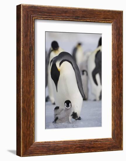 Emperor Penguin and Chick in Antarctica-Paul Souders-Framed Photographic Print