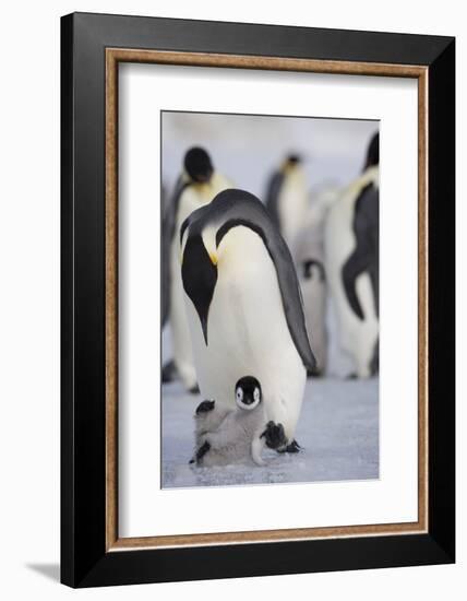 Emperor Penguin and Chick in Antarctica-Paul Souders-Framed Photographic Print