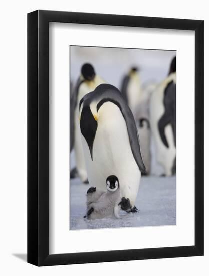 Emperor Penguin and Chick in Antarctica-Paul Souders-Framed Photographic Print