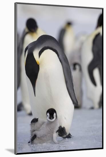 Emperor Penguin and Chick in Antarctica-Paul Souders-Mounted Photographic Print