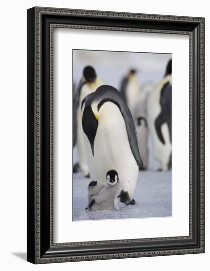 Emperor Penguin and Chick in Antarctica-Paul Souders-Framed Photographic Print