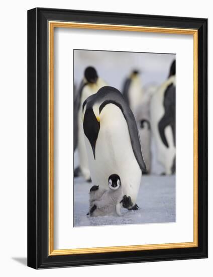 Emperor Penguin and Chick in Antarctica-Paul Souders-Framed Photographic Print