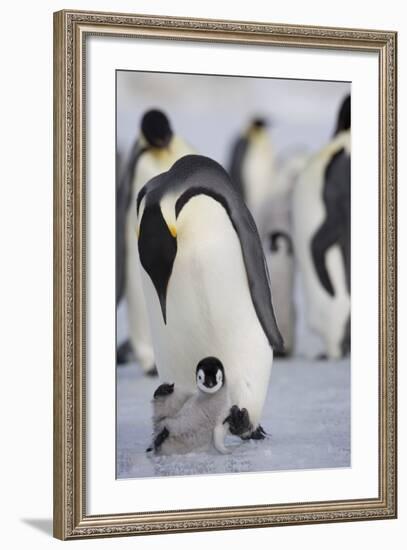 Emperor Penguin and Chick in Antarctica-Paul Souders-Framed Photographic Print