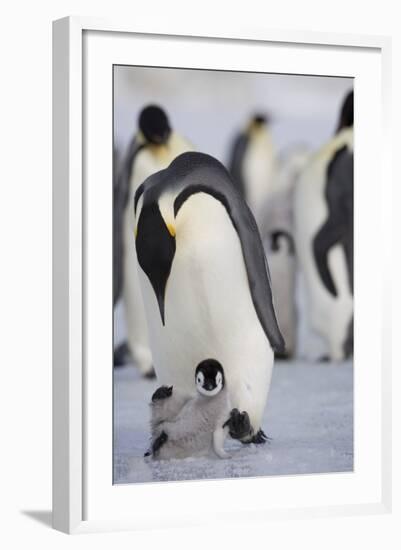 Emperor Penguin and Chick in Antarctica-Paul Souders-Framed Photographic Print