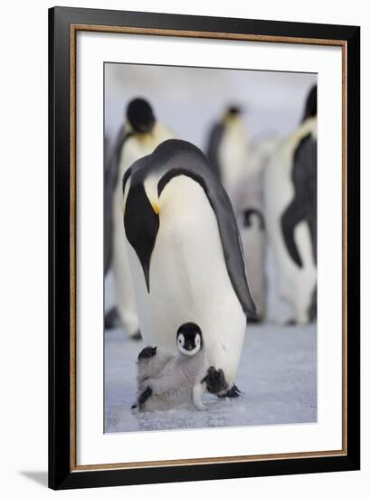 Emperor Penguin and Chick in Antarctica-Paul Souders-Framed Photographic Print