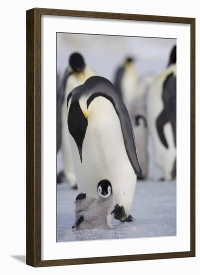 Emperor Penguin and Chick in Antarctica-Paul Souders-Framed Photographic Print