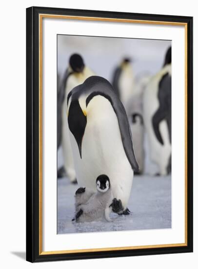 Emperor Penguin and Chick in Antarctica-Paul Souders-Framed Photographic Print