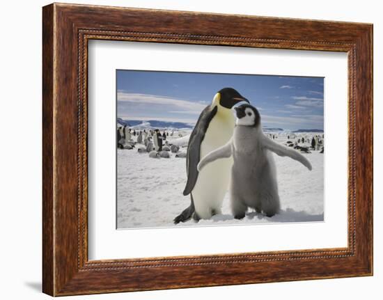 Emperor Penguin and Chick in Antarctica-Paul Souders-Framed Photographic Print