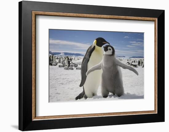 Emperor Penguin and Chick in Antarctica-Paul Souders-Framed Photographic Print