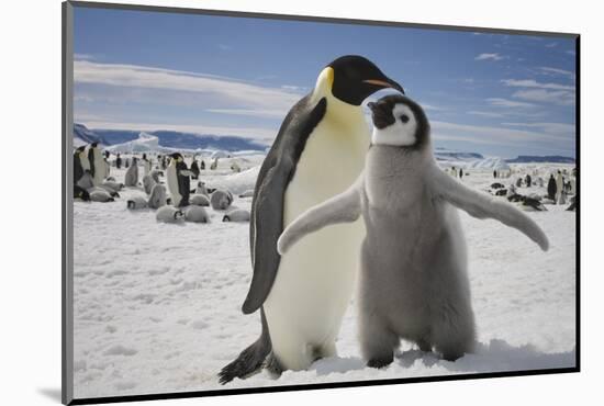 Emperor Penguin and Chick in Antarctica-Paul Souders-Mounted Photographic Print