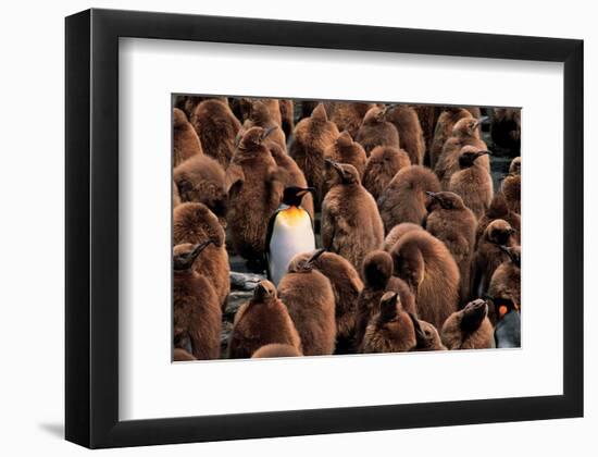 Emperor Penguin and Chicks-null-Framed Premium Giclee Print