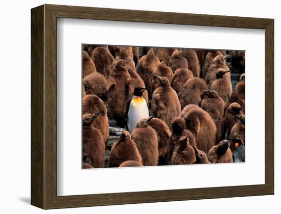 Emperor Penguin and Chicks-null-Framed Premium Giclee Print