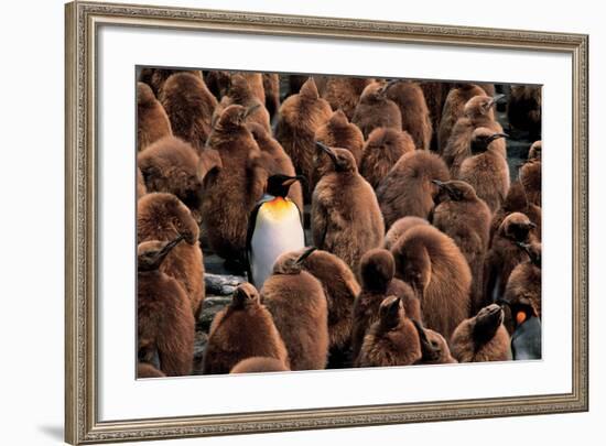 Emperor Penguin and Chicks-null-Framed Art Print