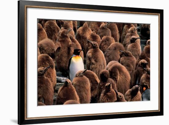 Emperor Penguin and Chicks-null-Framed Art Print