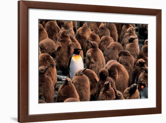 Emperor Penguin and Chicks-null-Framed Art Print