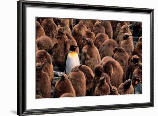 Emperor Penguin and Chicks-null-Framed Art Print