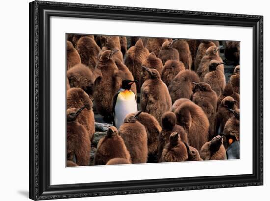 Emperor Penguin and Chicks-null-Framed Art Print