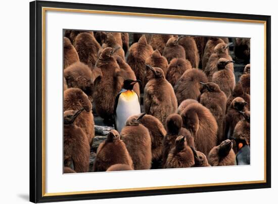 Emperor Penguin and Chicks-null-Framed Art Print