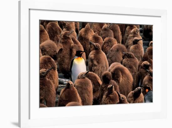 Emperor Penguin and Chicks-null-Framed Art Print