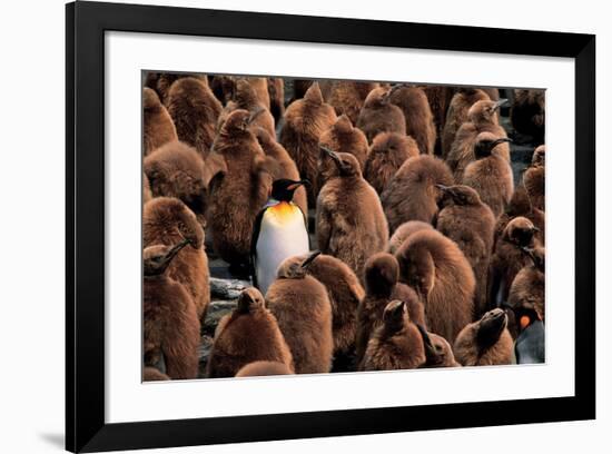 Emperor Penguin and Chicks-null-Framed Art Print