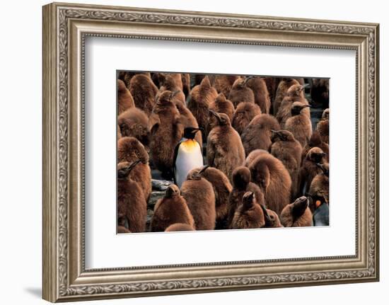 Emperor Penguin and Chicks--Framed Art Print