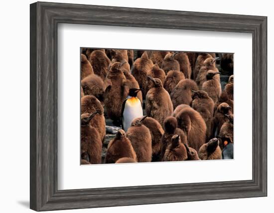 Emperor Penguin and Chicks-null-Framed Art Print