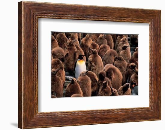 Emperor Penguin and Chicks-null-Framed Art Print