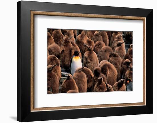 Emperor Penguin and Chicks--Framed Art Print