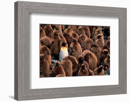 Emperor Penguin and Chicks-null-Framed Art Print