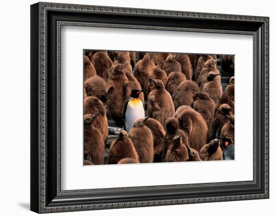 Emperor Penguin and Chicks-null-Framed Art Print