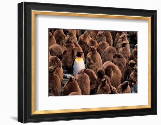 Emperor Penguin and Chicks--Framed Art Print