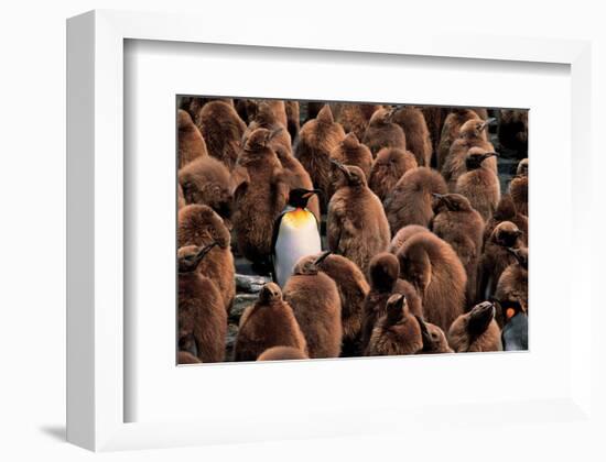 Emperor Penguin and Chicks-null-Framed Art Print