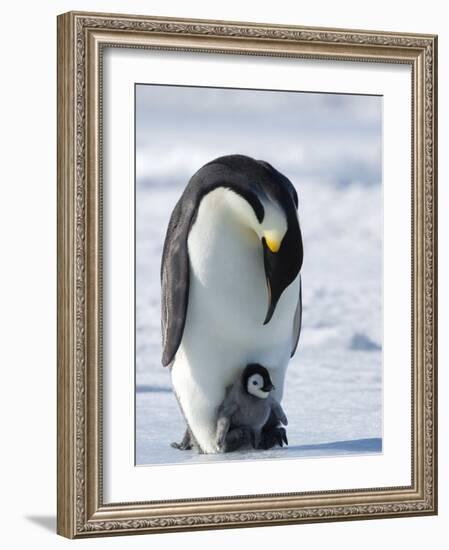 Emperor Penguin (Aptenodytes Forsteri) and Chick, Snow Hill Island, Weddell Sea, Antarctica-Thorsten Milse-Framed Photographic Print