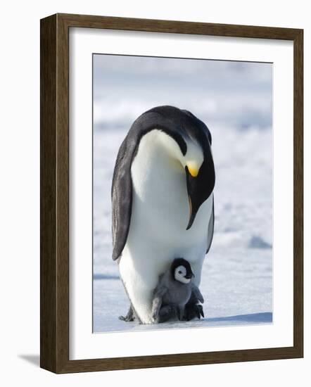 Emperor Penguin (Aptenodytes Forsteri) and Chick, Snow Hill Island, Weddell Sea, Antarctica-Thorsten Milse-Framed Photographic Print