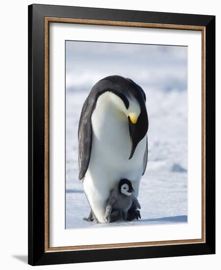 Emperor Penguin (Aptenodytes Forsteri) and Chick, Snow Hill Island, Weddell Sea, Antarctica-Thorsten Milse-Framed Photographic Print