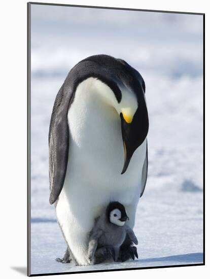 Emperor Penguin (Aptenodytes Forsteri) and Chick, Snow Hill Island, Weddell Sea, Antarctica-Thorsten Milse-Mounted Photographic Print