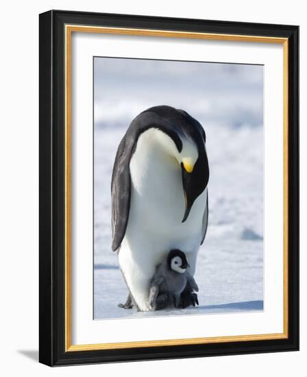 Emperor Penguin (Aptenodytes Forsteri) and Chick, Snow Hill Island, Weddell Sea, Antarctica-Thorsten Milse-Framed Photographic Print