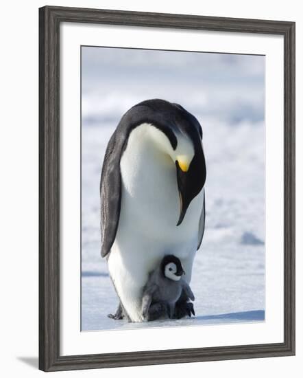 Emperor Penguin (Aptenodytes Forsteri) and Chick, Snow Hill Island, Weddell Sea, Antarctica-Thorsten Milse-Framed Photographic Print