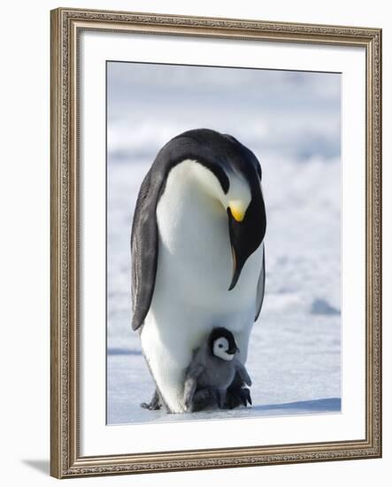 Emperor Penguin (Aptenodytes Forsteri) and Chick, Snow Hill Island, Weddell Sea, Antarctica-Thorsten Milse-Framed Photographic Print