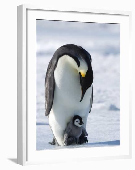 Emperor Penguin (Aptenodytes Forsteri) and Chick, Snow Hill Island, Weddell Sea, Antarctica-Thorsten Milse-Framed Photographic Print